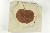 Fossil Leaf (Zizyphoides) - Montana #203353-1